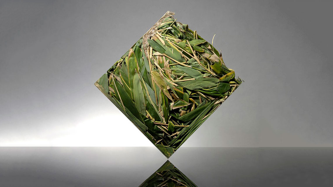 Lumen Magazine revival of biomass