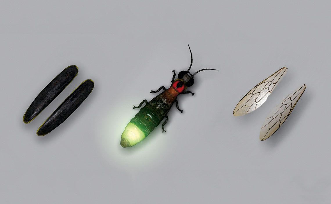Lumen Magazine fireflies