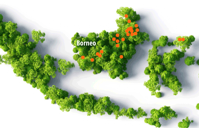 The Borneo Initiative